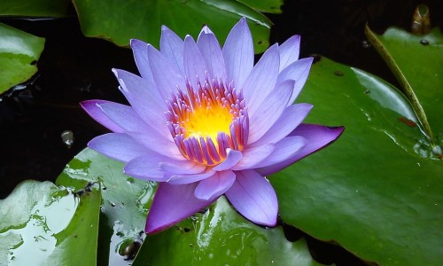 山东绿叶怎么样-权威山东绿叶怎么样平台,分享专业山东绿叶最厉害三个部门知识_山东绿叶还原型说明书网